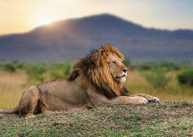 Majestic Lion Resting in the Savannah