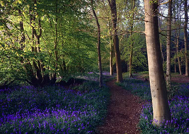 Bluebell Woodland Path