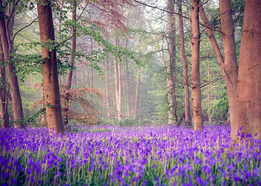 Bluebell Forest in Misty Morning Light