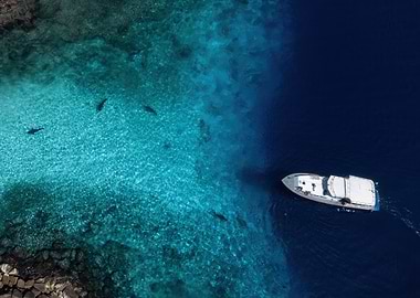 Aerial view of boat and sharks