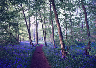Bluebell Forest Path