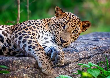 Resting Leopard Portrait