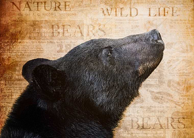 Black Bear Wildlife Vintage Art