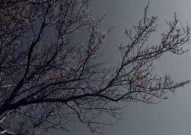 Bare Tree Branches Against Gray Sky