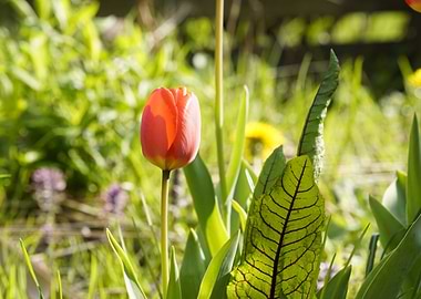 Single Red Tulip in Green Garden