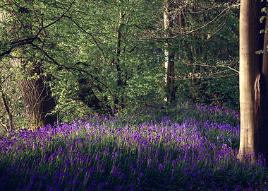 Bluebells in a forest