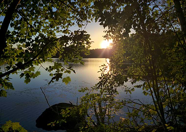 Lake at Sunset Through the Trees