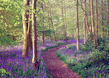 Bluebell Woodland Path