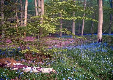Bluebell Woodland Scene