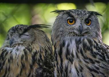 Two Owls: One Awake, One Asleep