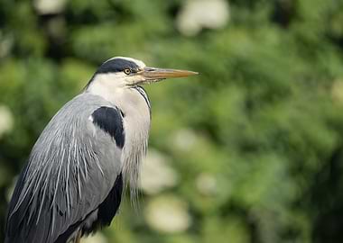 Grey Heron Portrait