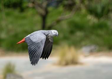 African Grey Parrot in Flight