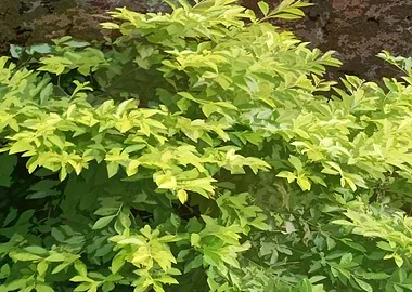 Green and Yellow Bush Q6