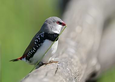 Diamond Firetail Bird with Grass