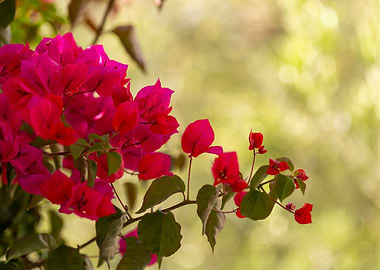 Pink Bougainvillea Flowers in Bloom
