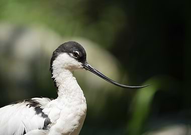 Avocet Bird Portrait