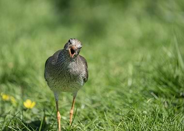 Open-mouthed bird in grassy field