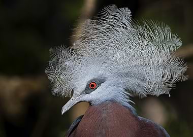 Victoria Crowned Pigeon Portrait