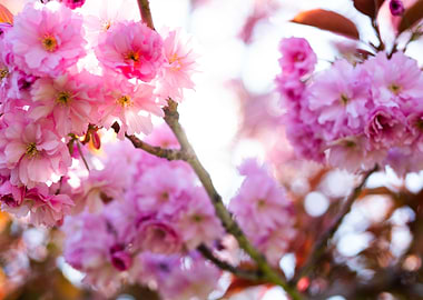 Cherry Blossoms in Bloom