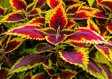 Red, Green, and Gold