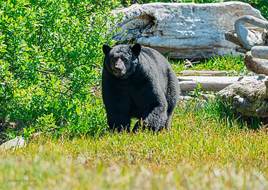 Black Bear in Natural Habitat