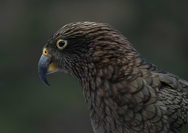Close-up of a Kea Parrot