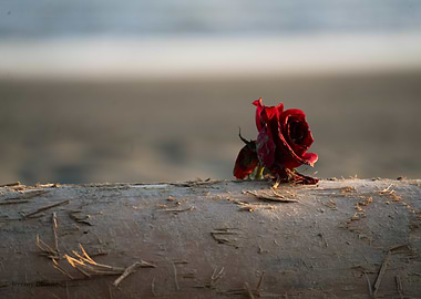 Red Rose on Driftwood