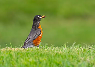 American Robin with Worm