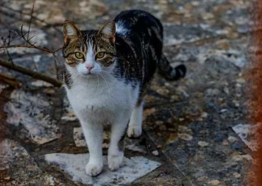 Cat portrait on stone ground