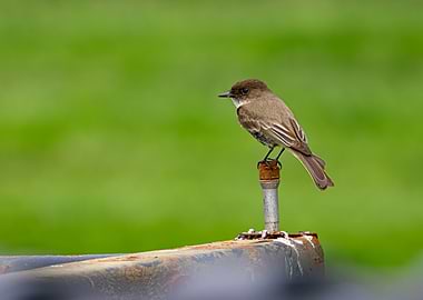 Flycatcher on a Perch