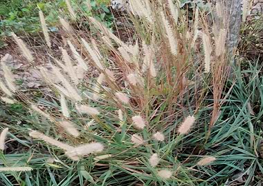Field of Grass with Seed Heads DG7