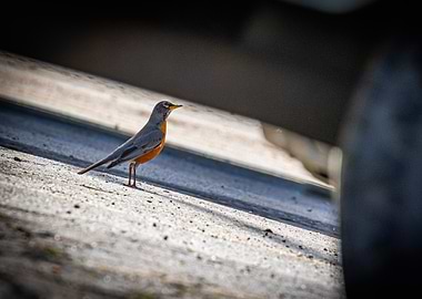 Robin on Concrete