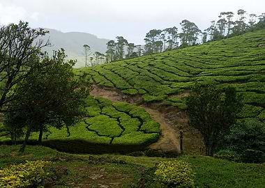 Lush Green Tea Plantation Landscape DG6