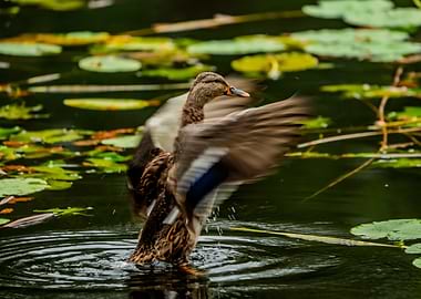Duck flapping wings in lily pond