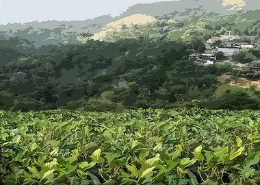 Lush Green Tea Plantation Landscape DG1