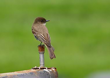 Eastern Phoebe Bird on Metal Post