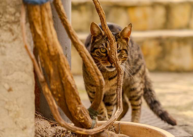 Striped Cat Peeking Through Branches