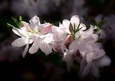 Delicate White Azalea Flowers