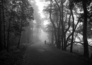 Misty Forest Road with Cyclist