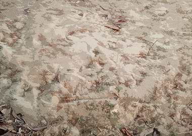 Sandy ground with leaves and twigs DG8