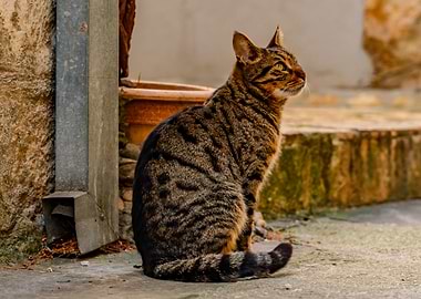 Brown Tabby Cat Sitting Outdoors
