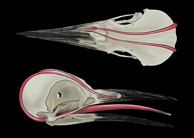 Woodpecker Bird Skull Anatomy Illustration
