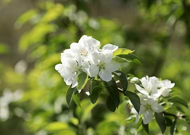 Apple blossoms in spring sunlight