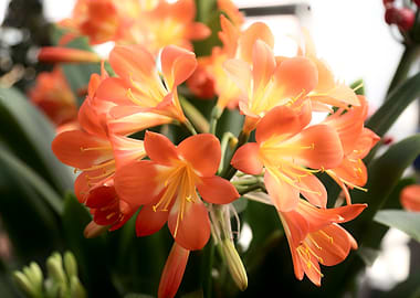 Clivia Flowers in Bloom