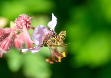 Bee on Pink Flower