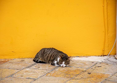 Sleeping Cat by Yellow Wall