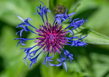Close-up of a blue cornflower