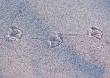 Bird tracks in the sand