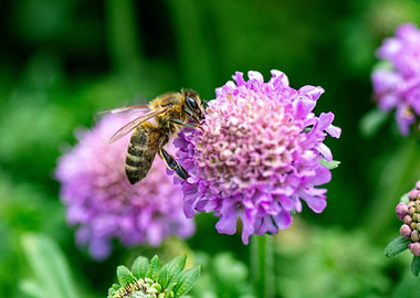Bee on Purple Flower