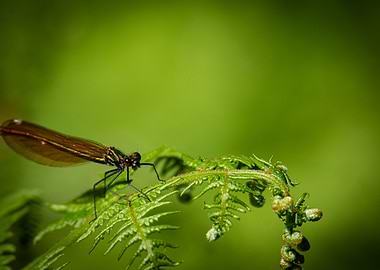 Dragonfly on Fern